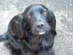 Cachorro raça Cocker idade 1 ano nome isabela