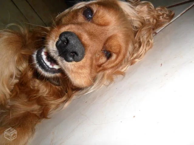 Cachorro ra a Cocker idade 5 anos nome spoke