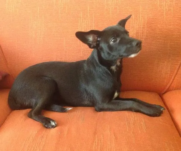 Cachorro ra a Vira-lata idade 2 a 6 meses nome Kira