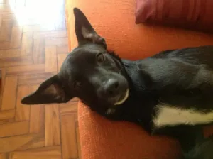 Cachorro raça Vira-lata idade 2 a 6 meses nome Kira