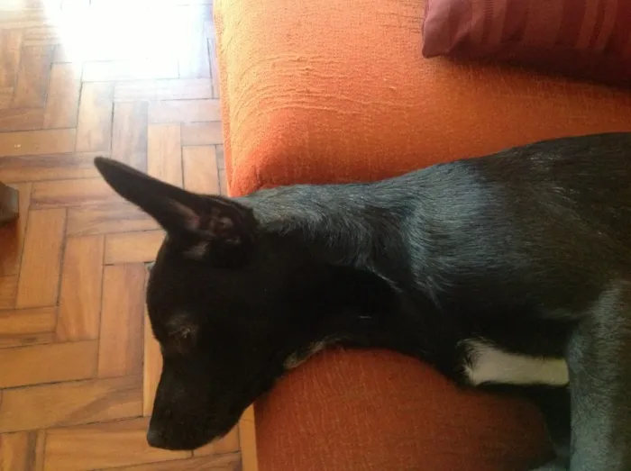 Cachorro ra a Vira-lata idade 2 a 6 meses nome Kira