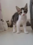 Cleopatra e Julio C