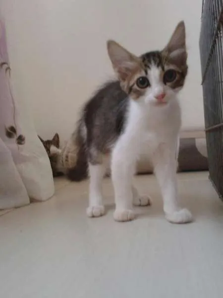 Gato ra a SRD idade 2 a 6 meses nome Cleopatra e Julio C