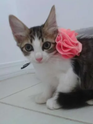 Gato raça SRD idade 2 a 6 meses nome Cleopatra e Julio C