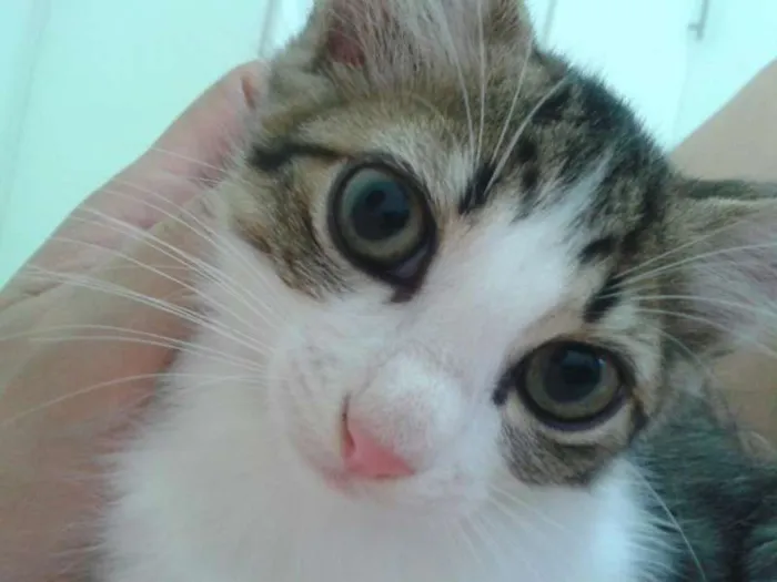 Gato ra a SRD idade 2 a 6 meses nome Cleopatra e Julio C