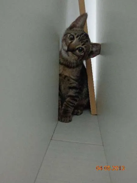 Gato ra a SRD idade 2 a 6 meses nome Cleopatra e Julio C