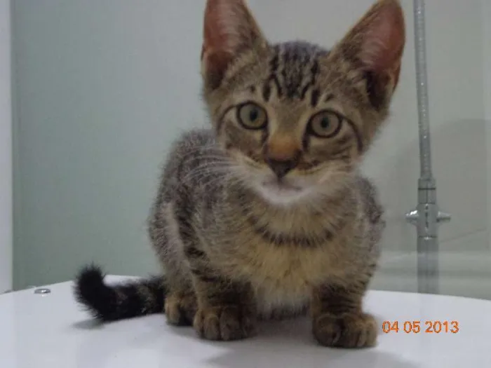 Gato ra a SRD idade 2 a 6 meses nome Cleopatra e Julio C