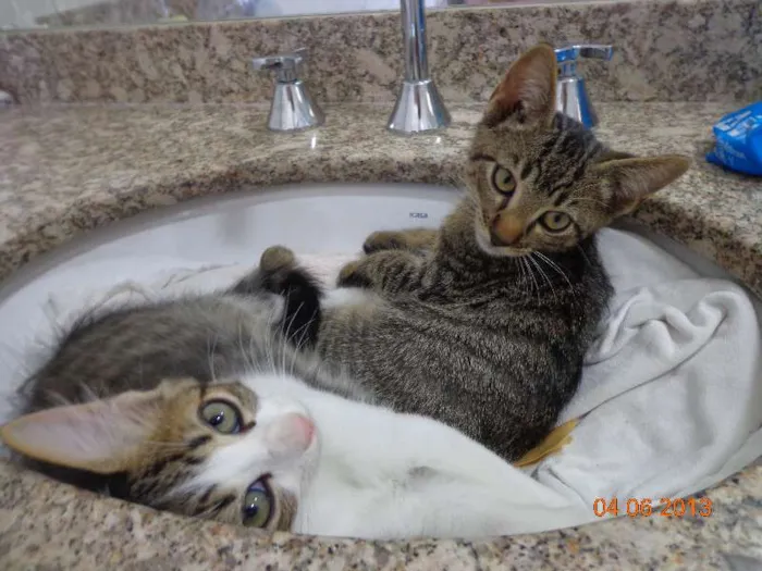 Gato ra a SRD idade 2 a 6 meses nome Cleopatra e Julio C