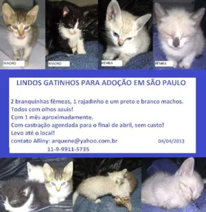 Gato raça SRD idade Abaixo de 2 meses nome GATINHOS