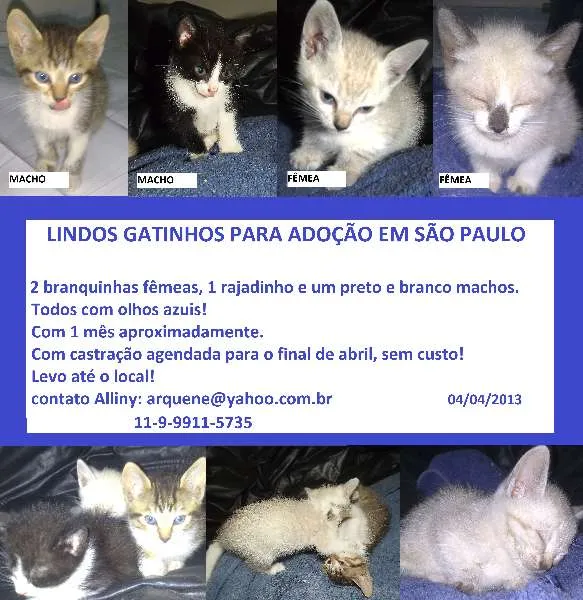 Gato ra a SRD idade Abaixo de 2 meses nome GATINHOS