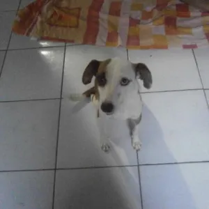 Cachorro raça  idade 2 anos nome MARRONZINHA