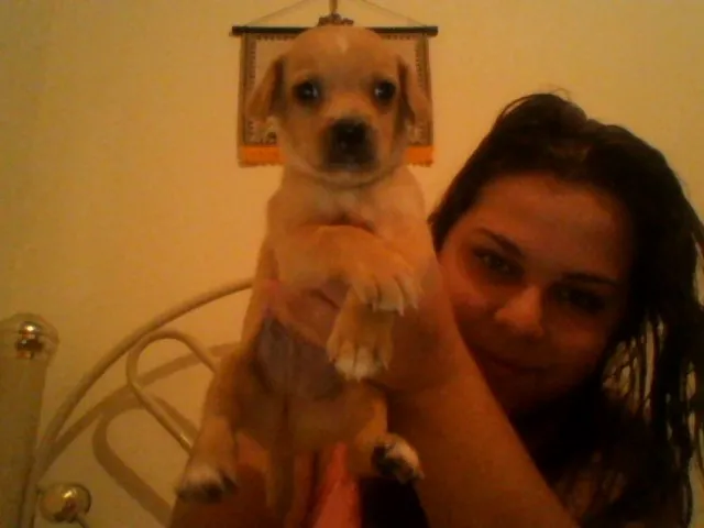 Cachorro ra a indefinido idade 2 a 6 meses nome Cachorros