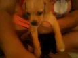 Cachorros