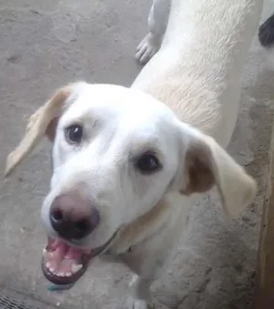 Cachorro raça Indefinida idade 1 ano nome Marley