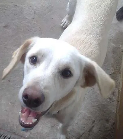 Cachorro ra a Indefinida idade 1 ano nome Marley