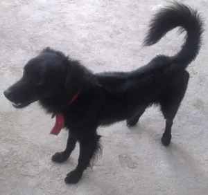 Cachorro raça Indefinida idade 1 ano nome Soneca