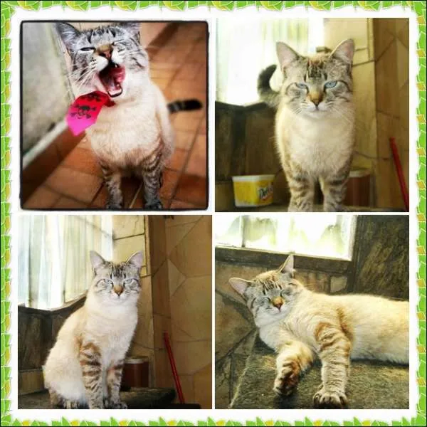Gato ra a SRD idade 2 anos nome Fofo
