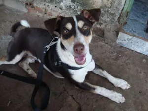 Cachorro raça vira lata idade 3 anos nome Freud(lê-se Fróidi)