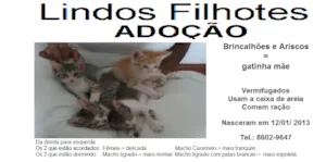 Gato raça srd idade 2 a 6 meses nome sem nomes