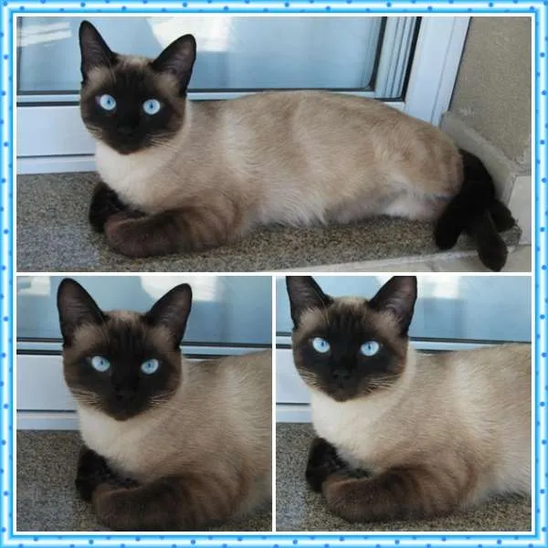 Gato ra a Siamês idade 1 ano nome Tom