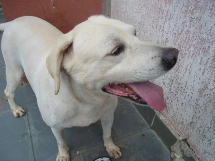 Cachorro ra a Labrador idade 6 ou mais anos nome snoopy