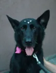Desconhecido