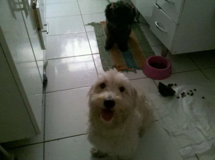 Cachorro ra a Cocker idade 2 anos nome Brisa