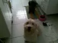 Brisa