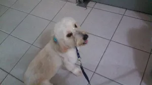 Cachorro raça Cocker idade 2 anos nome Brisa