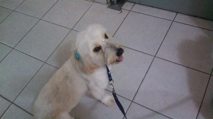 Cachorro ra a Cocker idade 2 anos nome Brisa