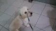 Brisa