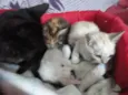 Gatinhos