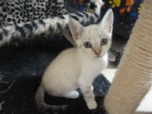 Gato raça SRD idade Abaixo de 2 meses nome Gatinhos