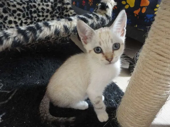Gato ra a SRD idade Abaixo de 2 meses nome Gatinhos