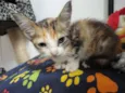 Gatinhos