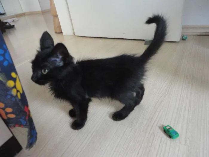 Gato ra a SRD idade Abaixo de 2 meses nome Gatinhos