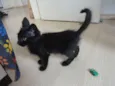 Gatinhos