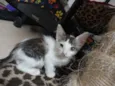 Gatinhos