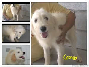 Cachorro raça SRD idade 7 a 11 meses nome CRONUS