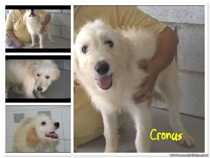Cachorro ra a SRD idade 7 a 11 meses nome CRONUS