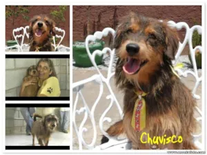 Cachorro raça SRD idade 3 anos nome CHUVISCO