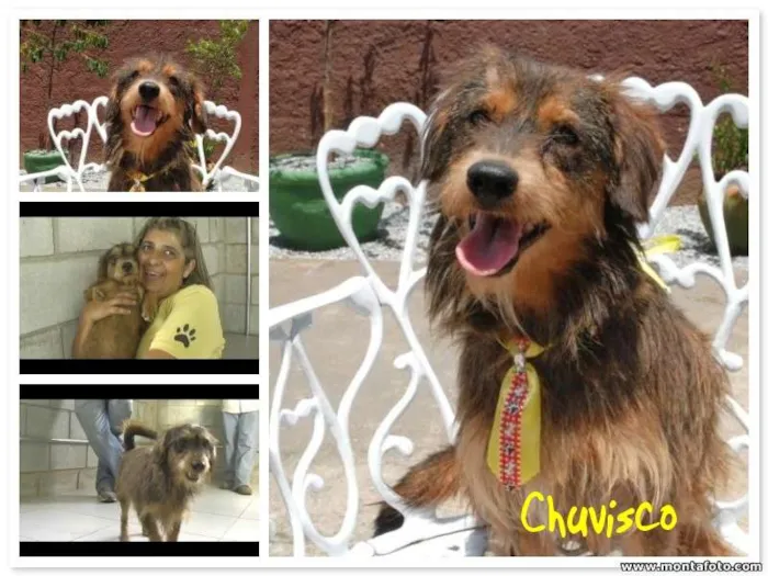 Cachorro ra a SRD idade 3 anos nome CHUVISCO