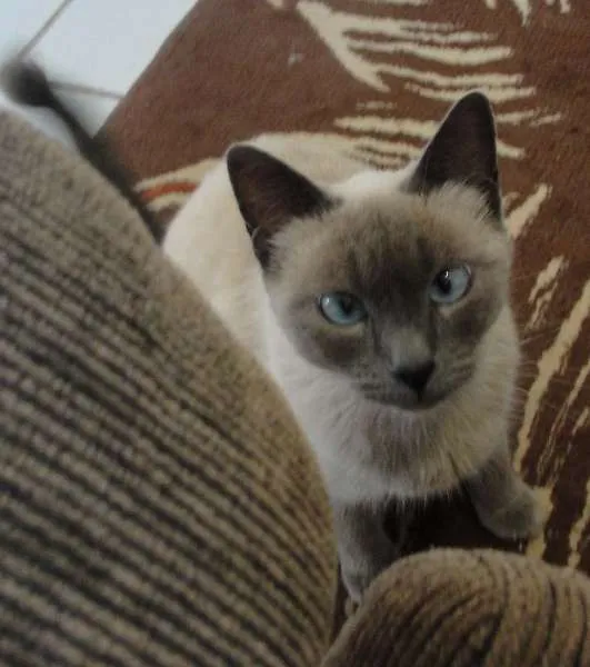 Gato ra a siamesa idade 3 anos nome Pipoca