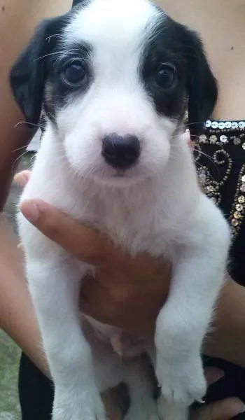 Cachorro ra a SRD idade Abaixo de 2 meses nome Sem nome