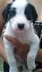 Cachorro raça SRD idade Abaixo de 2 meses nome Sem nome