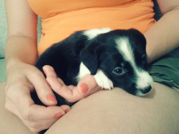 Cachorro ra a SRD idade Abaixo de 2 meses nome Sem nome