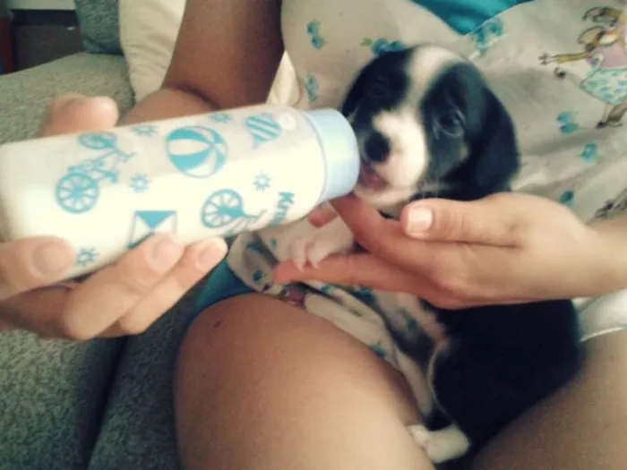 Cachorro ra a SRD idade Abaixo de 2 meses nome Sem nome