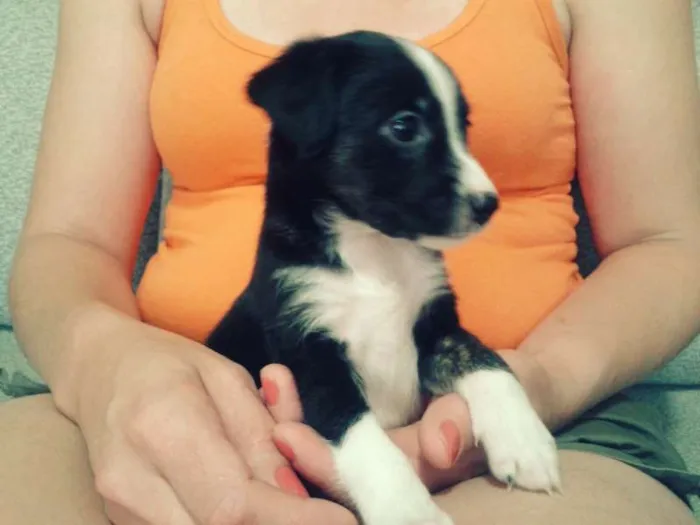 Cachorro ra a SRD idade Abaixo de 2 meses nome Sem nome