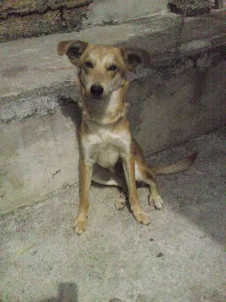 Cachorro ra a SRD idade 1 ano nome Fox
