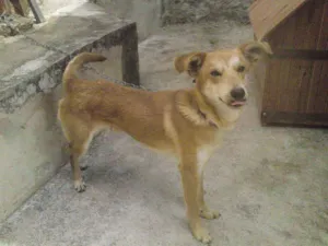 Cachorro raça SRD idade 1 ano nome Fox
